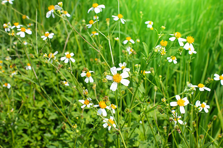 白花开花公园植物叶子宏观植物群绿色季节花朵花瓣花园图片