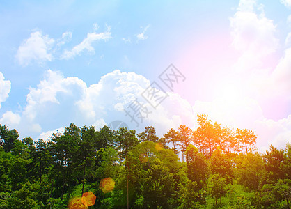 松林林风景地平线木头荒野场景土地山脉爬坡天空全景图片