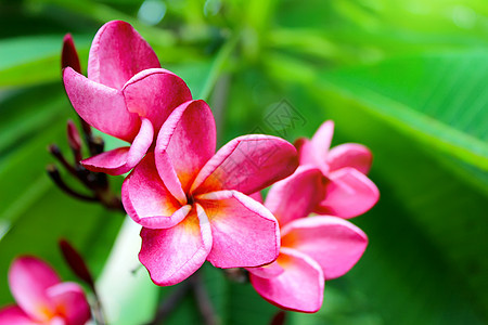 绿色背景的粉红色花朵花束宏观雏菊橙子季节植物群花瓣木槿草地妈妈们图片