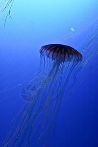 水母鱼水族馆异国热带海洋海洋学珊瑚动物园浮潜呼吸管情调图片