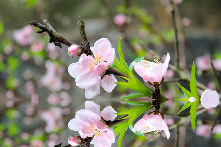 桃花花果园绿色水平雌蕊花瓣脆弱性树叶白色公园季节图片