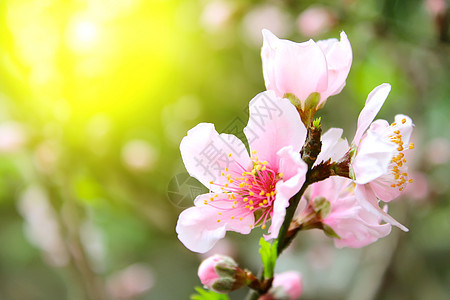 桃花花公园花园树叶粉色果园季节脆弱性植物白色花瓣图片