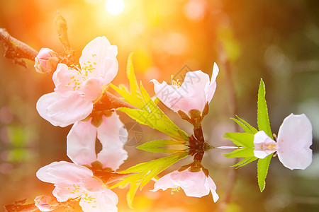 桃花花公园粉色花园白色水平树叶雌蕊植物脆弱性果园图片
