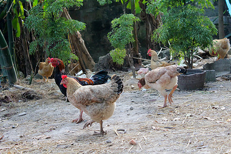 菜园里的鸡肉羽毛棕色橙子食物绿色女性花园家畜水平农业图片