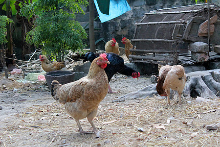 菜园里的鸡肉女性水平棕色橙子乡村羽毛小麦母鸡家畜农场图片