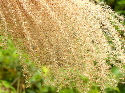 草草原工作室尾草植物种子花园小麦喷泉芦苇玉米图片