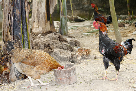 菜园里的鸡肉绿色母鸡家畜橙子花园家禽水平女性农场农业图片