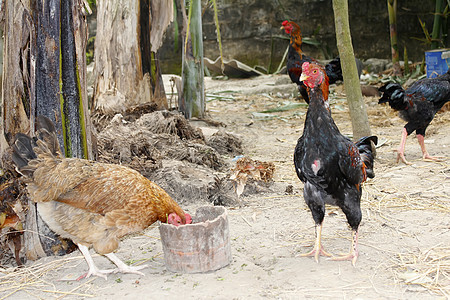 菜园里的鸡肉小麦食物家禽乡村女性花园农场绿色橙子眼睛图片