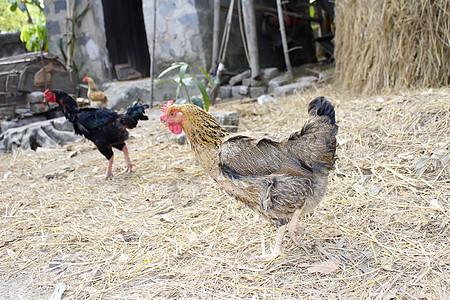 菜园里的鸡肉红色食物小麦绿色家畜棕色羽毛农场眼睛母鸡图片