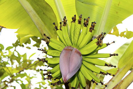 香蕉花阳光森林食物生长假期家庭气候旅行蔬菜野生动物图片