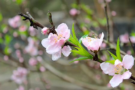 桃花花季节水平园艺果园脆弱性植物雌蕊粉色花瓣绿色图片