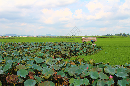 绿稻 田田 莲花池塘 小屋和天空生态植物控制叶子阳台曲线园艺食物场地地面图片