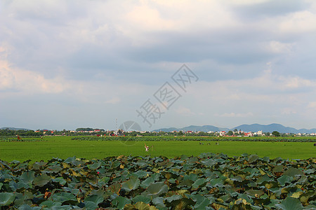 绿稻 莲花池塘 田地和天空图片