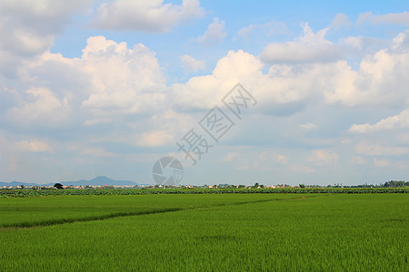 绿稻田和天空叶子植物农场地面场地食物种植园土地地球生态图片