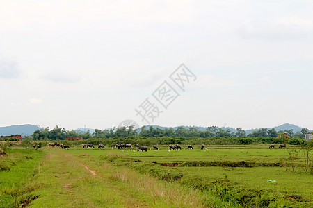 野外的水牛群牧场天空农村鬃毛草原动物家畜场地风景水牛图片