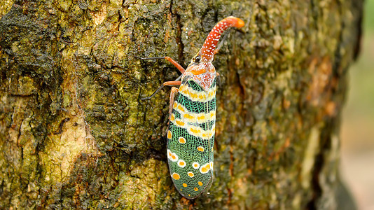 晶体野生动物生态动物群森林生物学农村瓢虫热带植物甲虫图片