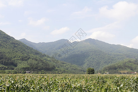 庄稼和山岳农场落叶麦田秸秆风景农田玉米颜色美丽图片