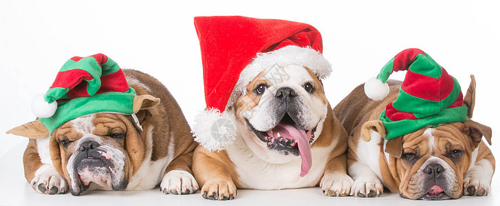 三只穿着圣诞装的狗图片