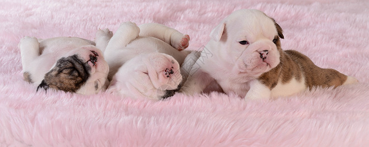 狗儿的粪便英语动物粉色犬类睡眠斗牛犬垃圾小狗斑点宠物图片