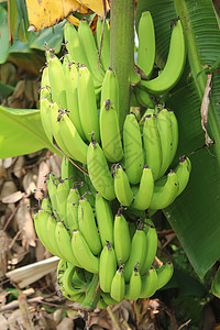 花园里的香蕉袋棕榈农场库存植物森林食物团体饮食热带种植园图片