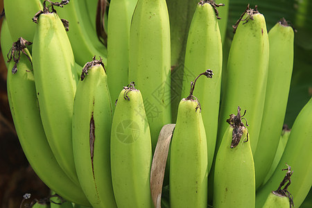 花园里的香蕉袋水果农场热带生长种植园气候团体食物农业植物图片