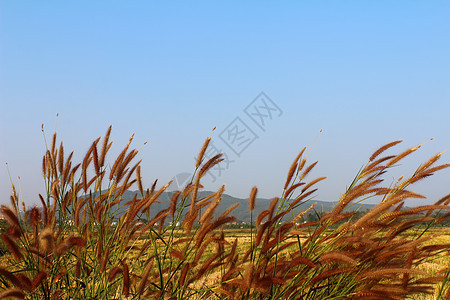 草草和天空农业农村季节草地土地白色生长风景植物蓝色图片