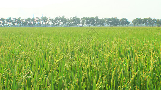 金稻田和天空耳朵农村稻田花园种植园栽培农田叶子场地农场图片