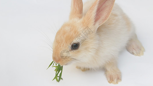 白背景上的兔子宠物工作室幽默白色背景图片