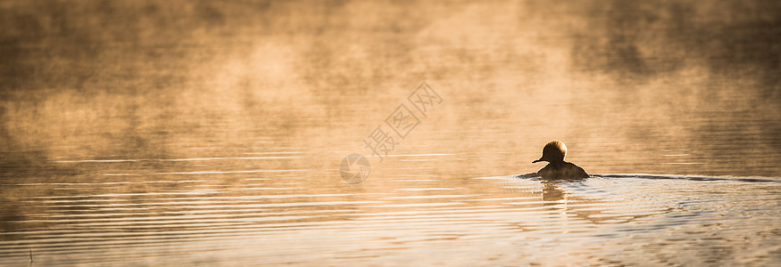 孤鸭在阳光照耀的雾中游泳图片