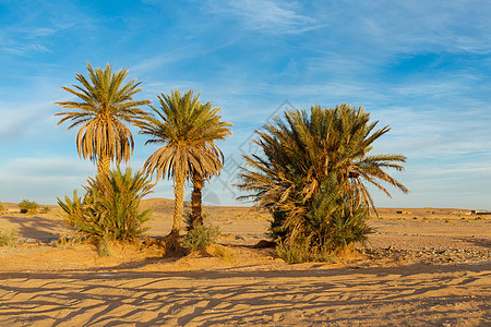 撒哈拉沙漠棕榈树旅游绿洲沙丘旅行热带植物群植物生态荒野棕榈图片