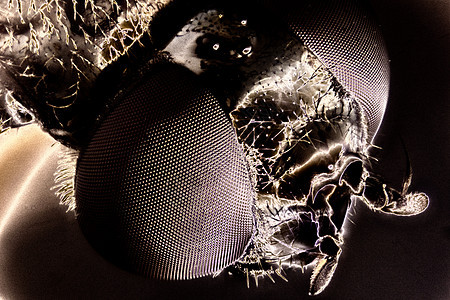 环绕飞行微型照片眼睛传感器原虫坑眼宏观甲虫动物小动物显微镜显微图片
