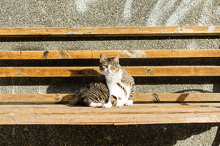 坐在板凳上猫胆怯的猫在板凳上背景