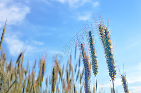 在夏日的天空中 玉米的长耳植物群农业耳朵粮食栽培场地植物图片