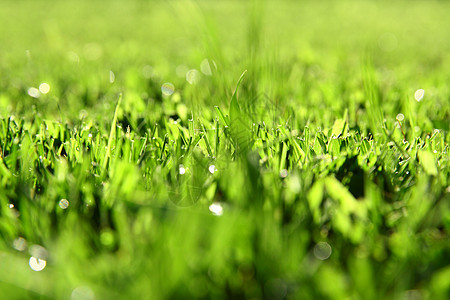 有阳光的绿草本绿草背景生长自然草地宏观场地太阳天空花园季节环境图片