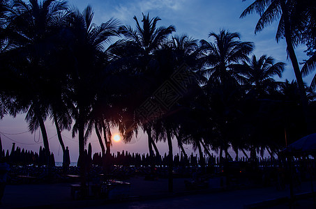 椰枣树椰子天空棕榈热带树木海洋太阳地平线天堂日落图片