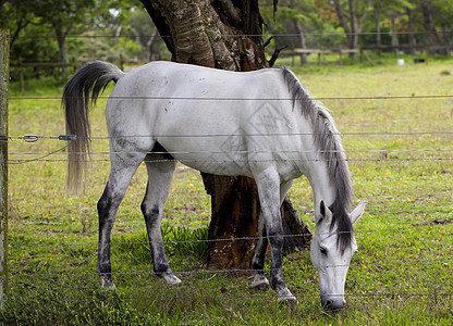 马在草地上吃草牧场场地土地草原食物家畜母马环境农村农业图片