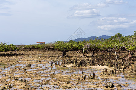 印度尼西亚北苏拉威西红树旅行植物海岸红树林假期海岸线环境森林海滩沼泽图片