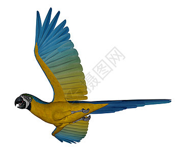 蓝和黄色金刚鹦鹉 鹦鹉 飞行 - 3D图片