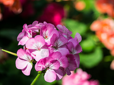 Phlox 恐慌库拉塔香味园艺生态花粉旋体紫色环境园林圆锥花序花序图片