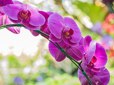 模糊背景的兰花紫色冥想百合绘画粉色芳香香气情调热带水彩图片