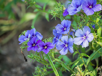 Phlox 恐慌库拉塔香味花序旋体生态萼片绿叶墙纸植物群雌蕊野花图片