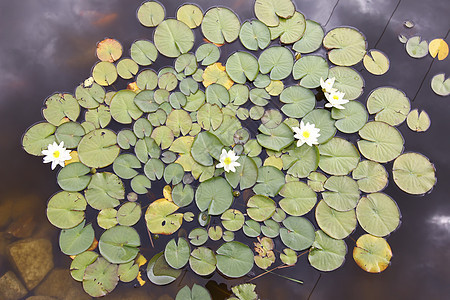 水与水植物群宏观细节花瓣水花心皮树叶白菜花卉荷花图片