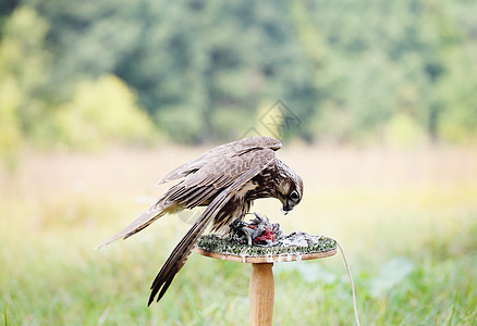 猎鹰吃鸽子观鸟速度胡子眼睛麻雀动物游隼航班女性食物图片