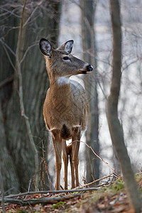 年轻的鹿正在森林里寻找某样东西背景图片