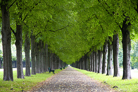 德国汉诺威的公园季节植物群树木叶子风景木头旅行植物森林图片