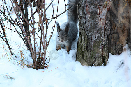 有雪的树上松松鼠眼睛哺乳动物红色毛皮公园绿色野生动物荒野木头动物图片