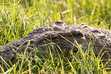尼罗河鳄鱼的肖像生物生态溪流动物食肉鳄属牙齿眼睛公园荒野图片