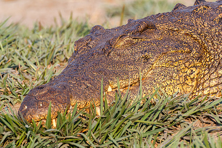 尼罗河鳄鱼的肖像爬虫公园捕食者荒野动物食肉鳄属溪流危险生物图片