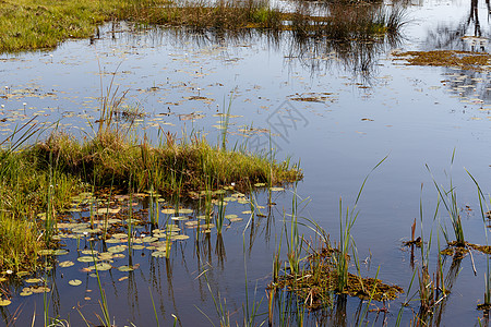 奥卡万戈沼泽地的景观树木地面公园湿地苔藓风景蓝色沼泽旅行荒野图片