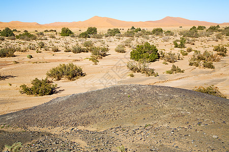 古老的化石 在树荒沙漠图片